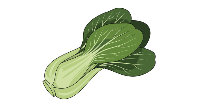 Fresh green bok choy or pak choi vegetable with crisp leaves and stalks isolated on a white background for healthy food concepts.