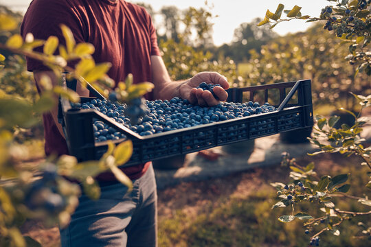 Farmer picking fresh blueberries on a farm.