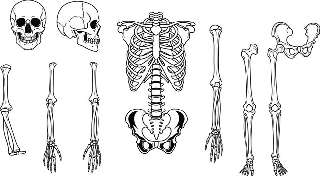 Human skeleton anatomy illustration, skull bones, rib cage diagram, arm bones, leg bones, medical reference, educational chart, orthopedic study