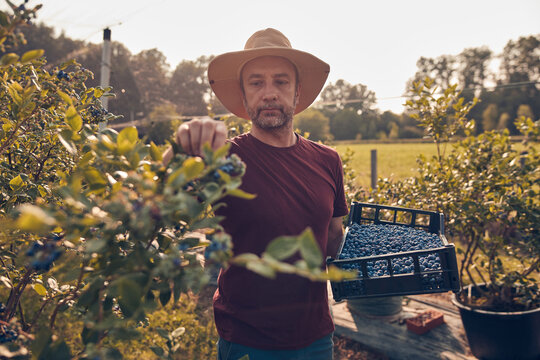 Farmer picking fresh blueberries on a farm.