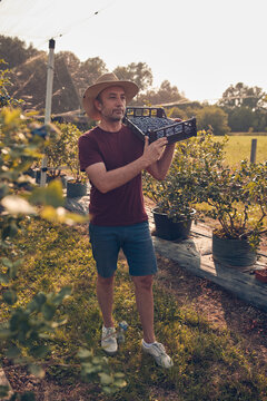 Farmer picking fresh blueberries on a farm.