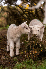 Two lambs in Irish countryside soft natural farm scene © Jose Raúl Abad Reina