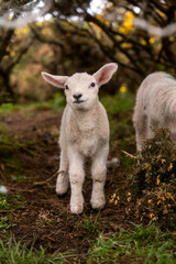 Two lambs together in Irish countryside cute farm animals © Jose Raúl Abad Reina