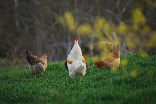 Rooster crowing on green grass with free-range hens