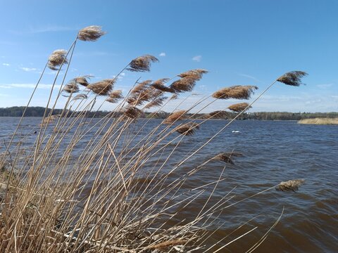 Dry common reeds blowing in strong wind on reservoir bank