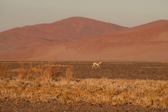 springbok antelope in desert