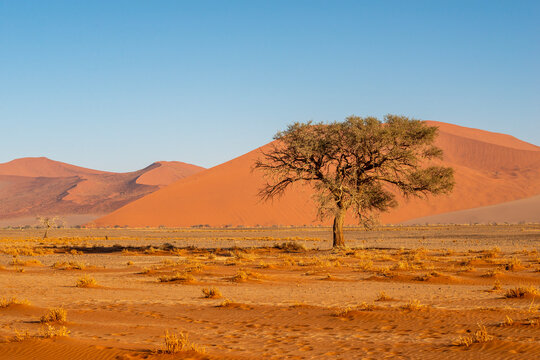 desert tree landscape