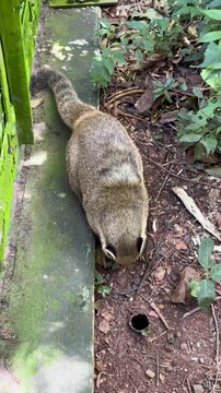 South American coati foraging for food on the forest floor in a tropical jungle
