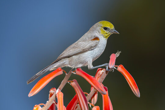 Verdin (Auriparus flaviceps) Perched on Tiger Aloe (Aloe variegata) Blooms