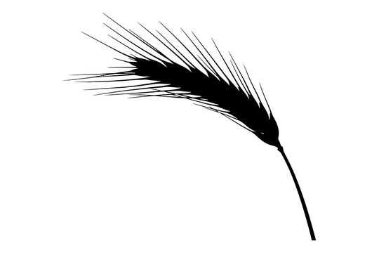 A black and white image of a single feather with a long stem and soft fluffy plumes against a plain white background