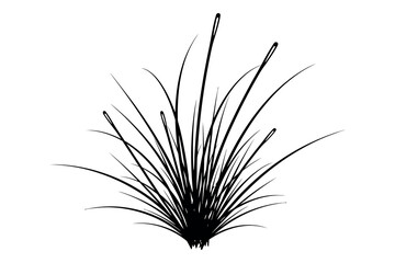 Fototapeta premium A black and white illustration of a plant with long thin leaves and stems growing from the base