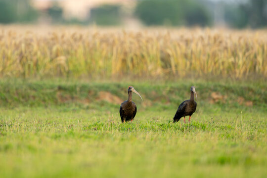 Red napped ibis pair foraging together in grassland during soft dawn light