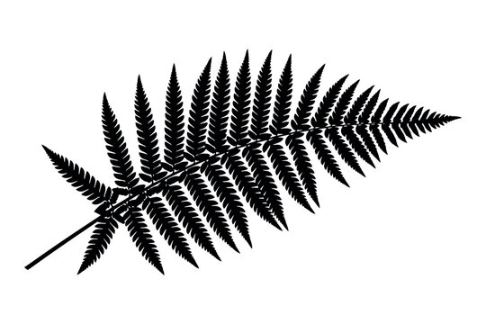 A black and white illustration of a fern leaf with intricate details and a delicate pattern on a plain white background for botanical or design use