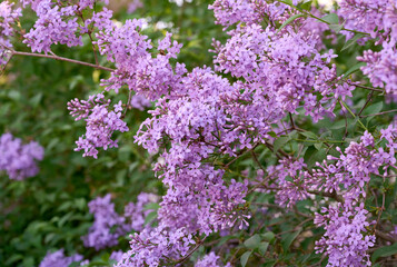 Obraz premium Blossom lilac flowers in spring garden. Flowers background.