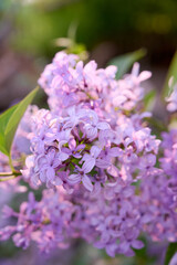 Obraz premium Blossom lilac flowers in spring garden. Flowers background.