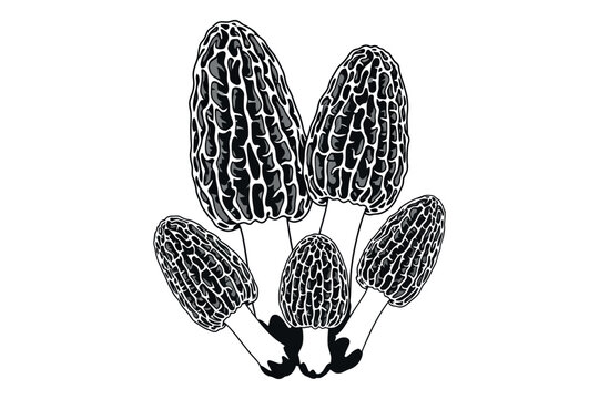 A black and white illustration of morel mushrooms on a plain background