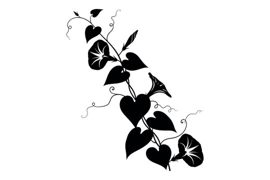 A black and white illustration of a flowering vine with heart shaped leaves and small blooms on a plain white background with botanical details
