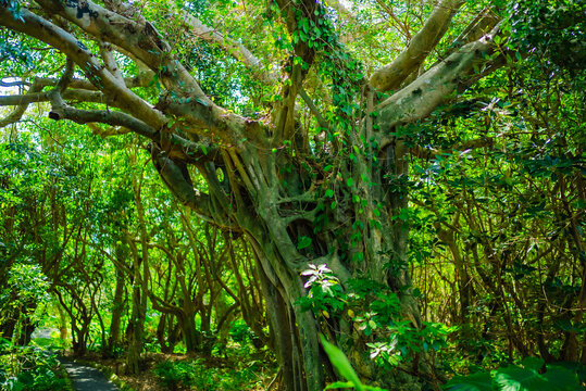 ガジュマルの木」の写真素材 | 4,572件の無料イラスト画像 | Adobe Stock