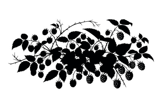 Blackberry branch silhouette with leaves and fruit