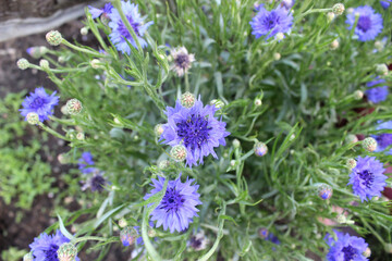 Obraz premium Blooming blue cornflower (lat. Centaurea cyanus)