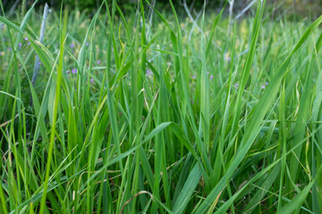 Obraz premium Green grass close up background, fresh lawn texture, natural meadow detail, spring greenery, minimal nature pattern, eco concept, copy space