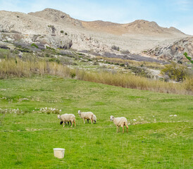 Fototapeta premium Pag Island, Croatia, Life on Mars Trail: Three sheep grazing in a grassy field with rocky hills