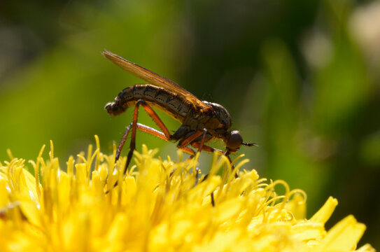 Empis opaca dance fly feeding on a yellow dandelion flower, macro