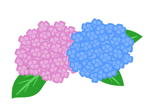 ピンクと青のあじさいのイラスト