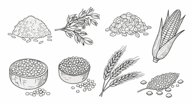 Set of hand-drawn grain and cereal icons featuring corn on the cob, wheat stalks, oat branches, rice piles, and bowls of seeds in a black and white line art vector doodle style.