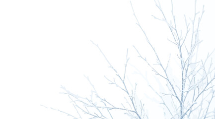 Fototapeta premium Frostcovered tree branches