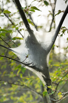 The silken nest created by tent caterpillars (Malacosoma americanum) in a young black cherry tree. Close-up, vertical