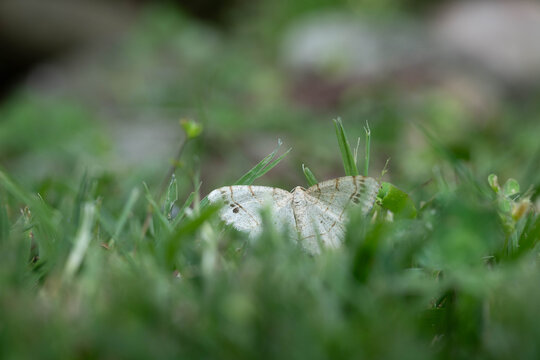 Delicate, white, wave moth, close-up, ground view, in green grass, Tennessee.