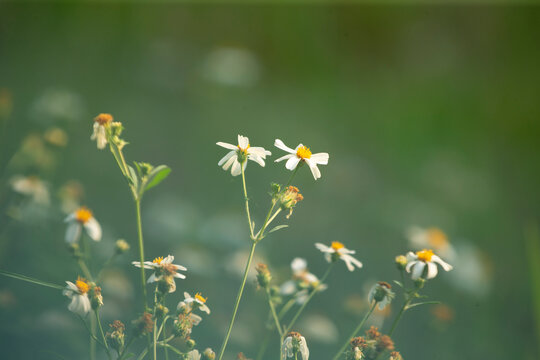 chamomile flowers in the meadow - retro vintage effect style pictures
