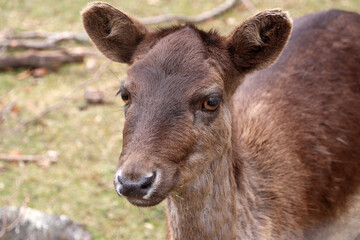 Fototapeta premium Close-up on the head of an red deer (Cervus elaphus)