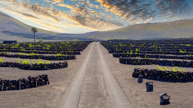 Vineyards on volcanic lava fields in Lanzarote with stone windbreaks and green vines under blue sky