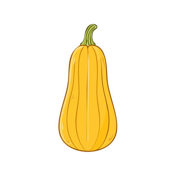 Bright yellow butternut squash vegetable isolated on white background healthy food ingredient autumn harvest