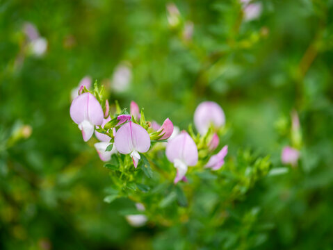 A spiny restharrow (Ononis spinosa) makes for a beautiful nature wallpaper. Taken in Musio, a hamlet of Tremosine.