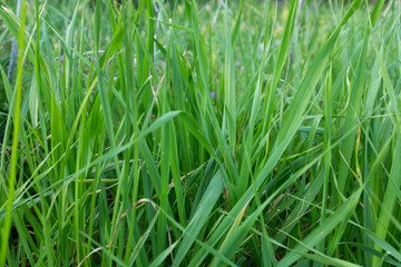 Obraz premium Green grass close up background, fresh lawn texture, natural meadow detail, spring greenery, minimal nature pattern, eco concept, copy space