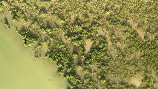 Wenderholm Mangrove Birds Eye View