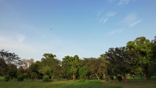A wide cinematic shot captures thousands of trees stretching to the horizon under a perfectly clear, cerulean blue sky, with a large flock of birds flying overhead.