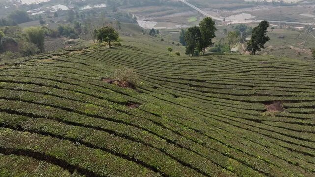 Aerial glide along terraced tea slopes revealing rounded rows and a soft valley backdrop in Muong Khoa, Lai Chau, Vietnam.