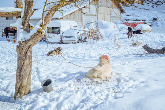 Șimon, Bucegi Mountains, Romania: Dogs and geese in snowy farmyard