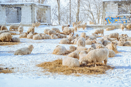 Șimon, Bucegi Mountains, Romania: Flock of sheep in snow near ruined building