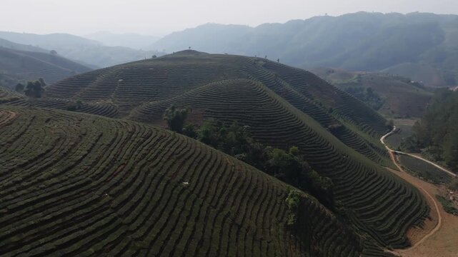 High-angle aerial sweep across patterned tea rows on rolling hills in Muong Khoa, Lai Chau, Vietnam.