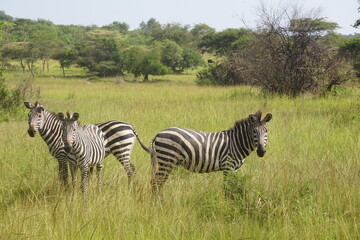 Obraz premium Zebras in Lake Mburo National Park Uganda