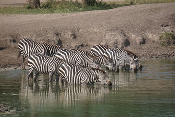 Group of zebras drinking water at Lake Mburo National Park in Uganda © manouck
