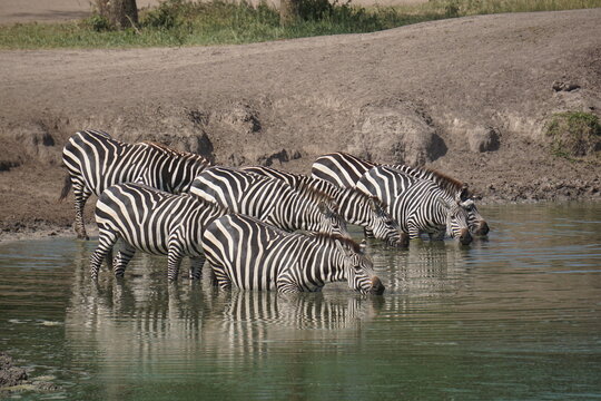 Group of zebras drinking water at Lake Mburo National Park in Uganda