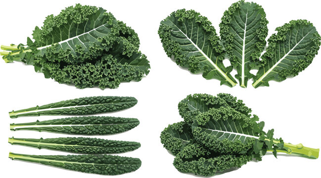 Kale leaves set fresh green leafy vegetable organic food vector illustration healthy nutrition collection design