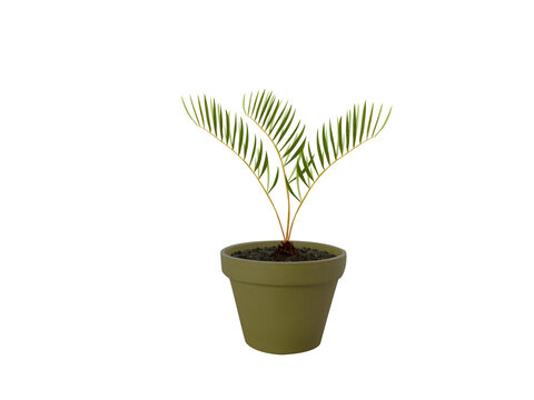 Zamia angustifolia or Narrow leaved zamia pot plant isolated on a white background