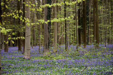Fototapeta premium Morning in forest of Halle with bluebell flowers, Halle, Belgium